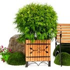 Кадки деревянные для цветов